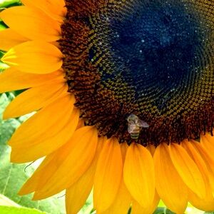 Meet your Posher, Elice